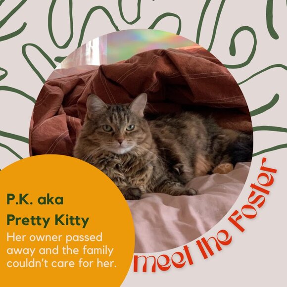 Meet the fosters! - Picture 9 of 15